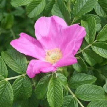 rosa rugosa margarou