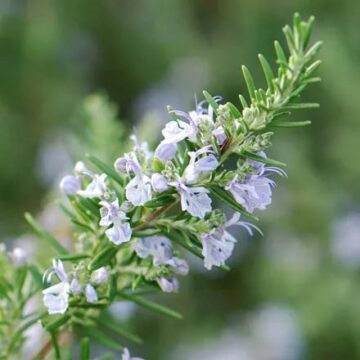 rosmarinus-officinalis.jpg