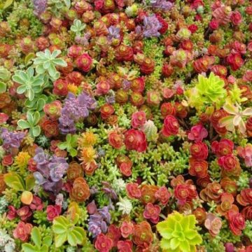 Sedum mix