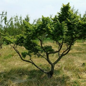 ulmus jacqueline hiller