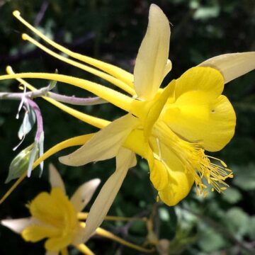 Aquilegia chrysanta