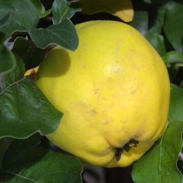 aromatnaja