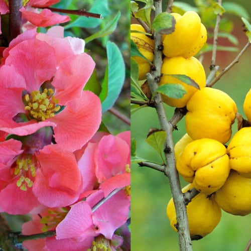 cognassier du japon 'gold calif'