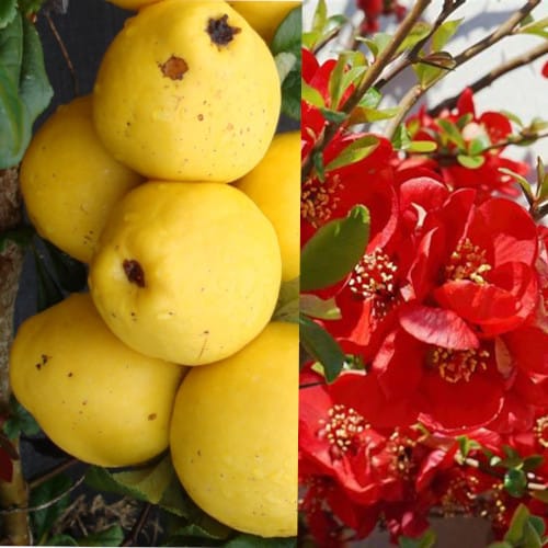 cognassier du japon 'tamara'