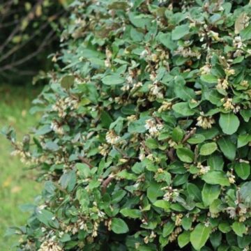 elaeagnus-ebbingei-compacta
