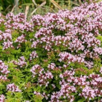 origanum vulgare compactum