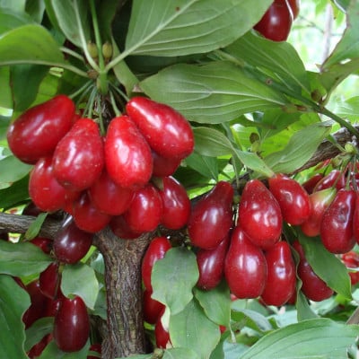 cornouiller mâle 'Szafer '