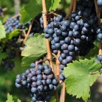 Vigne hybride 'esther'