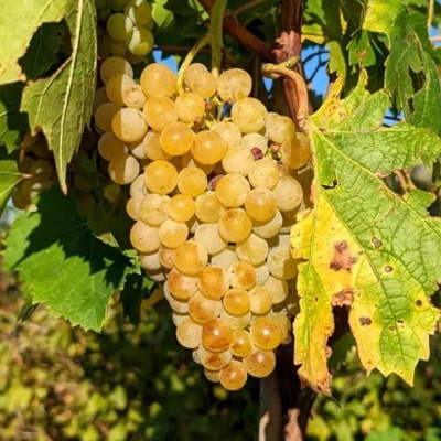 Vigne hybride 'Garant'