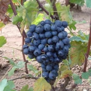 Vigne hybride 'lidi'