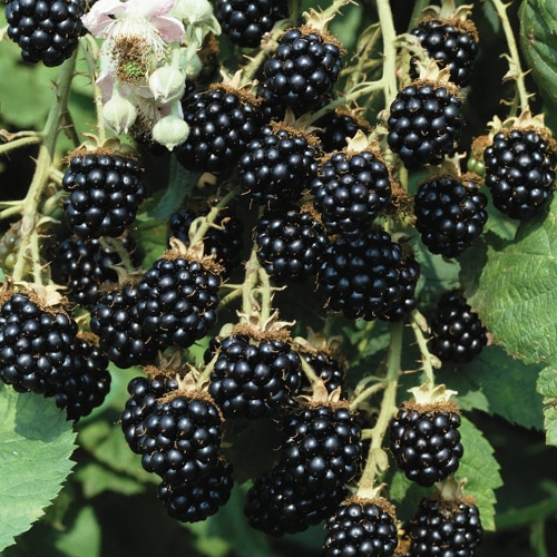 ronce fruitière 'Lochness'